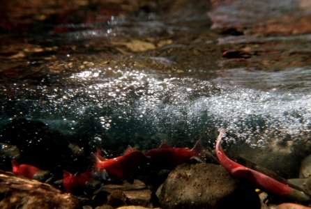 Sockeye Salmon, fisheries-3.jpg