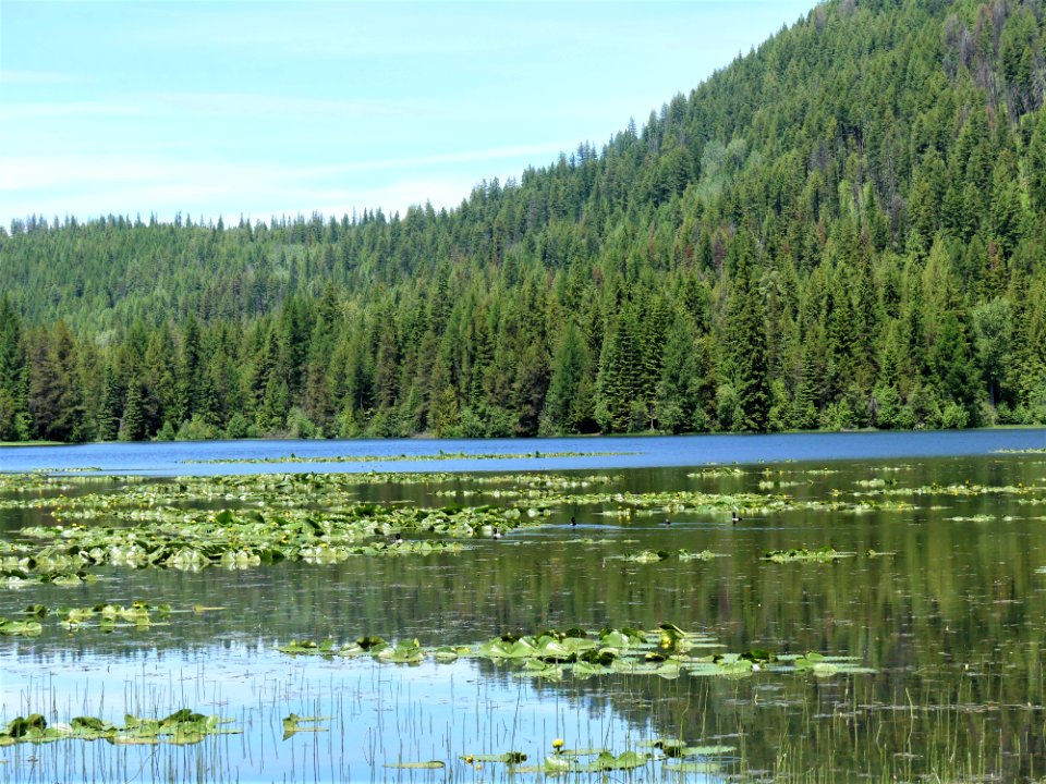 Colville NF Big Meadow Lake Trail lily pads June 2020 by Sharleen Puckett