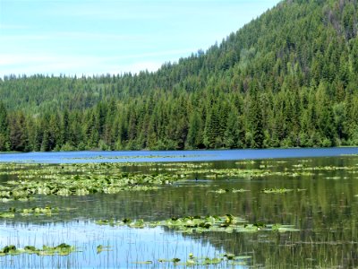Colville NF Big Meadow Lake Trail lily pads June 2020 by Sharleen Puckett