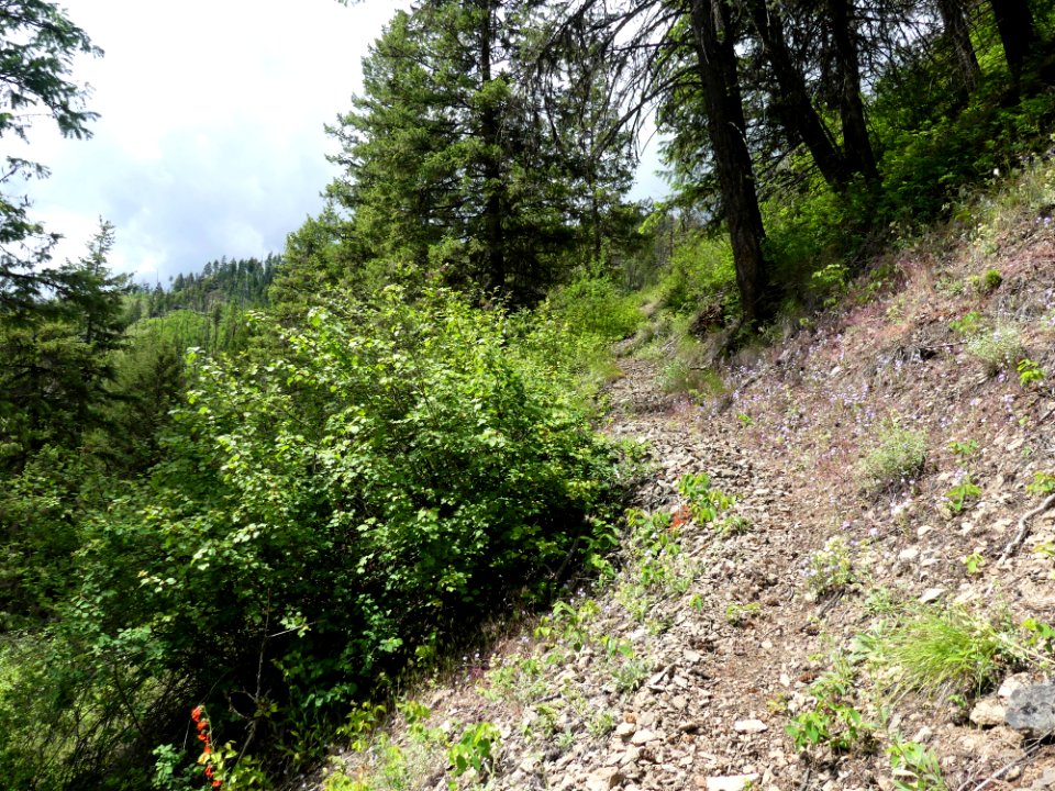 Colville NF - 10-mile trail - ascent - June 2020 - Sharleen Puckett