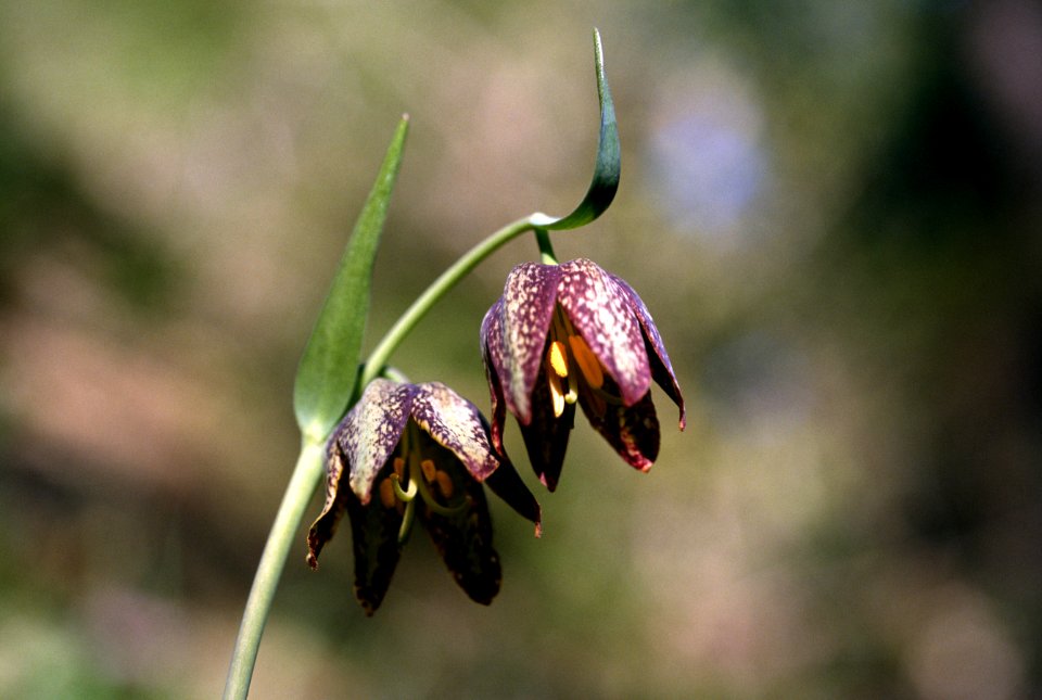 Wildflowers.jpg