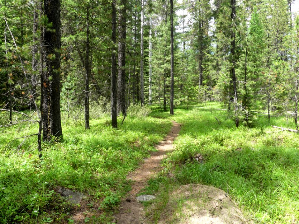 Colville NF Frater Lake June 2020 by Sharleen Puckett 11