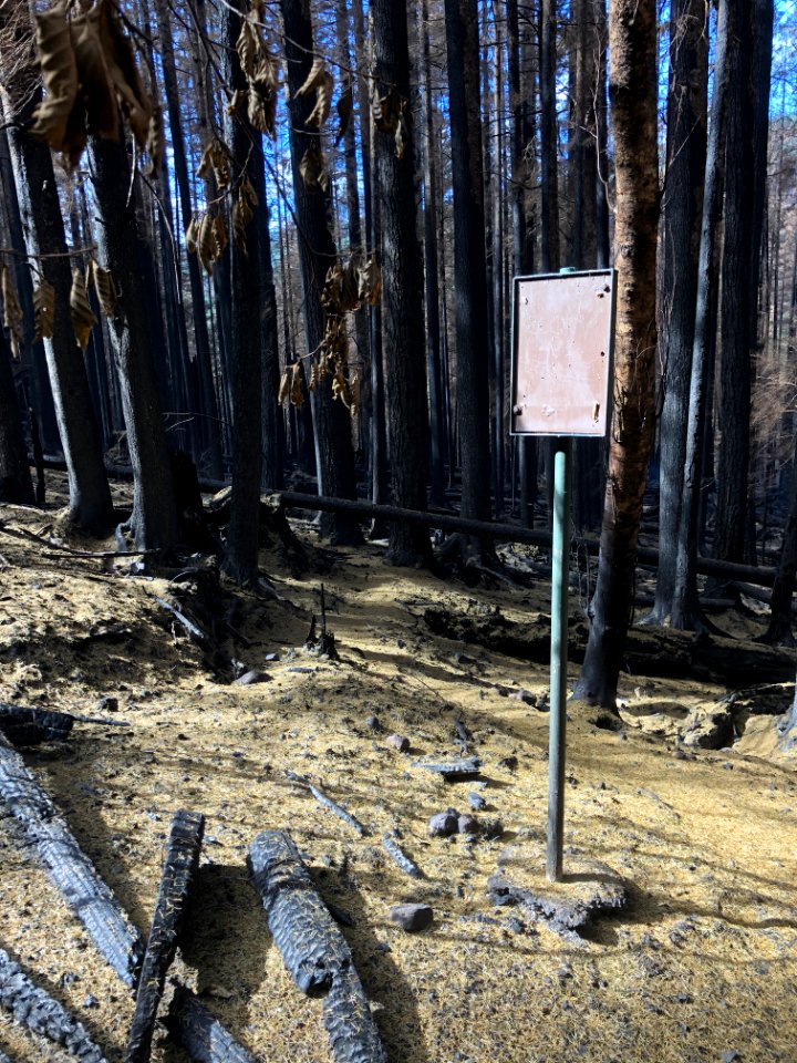 20200922 GPNF Siouxon Creek Trailhead looking down the trail post Big Hollow Fire. By Matt Mawhirter
