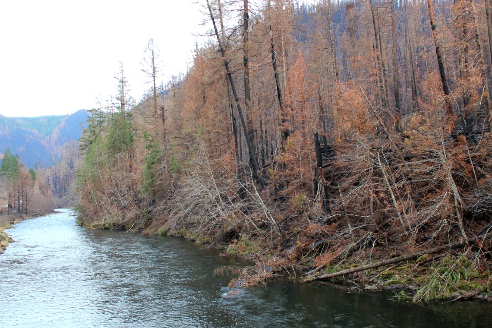 Clackamas River near Fish Creek Trailhead, Mt. Hood National Forest