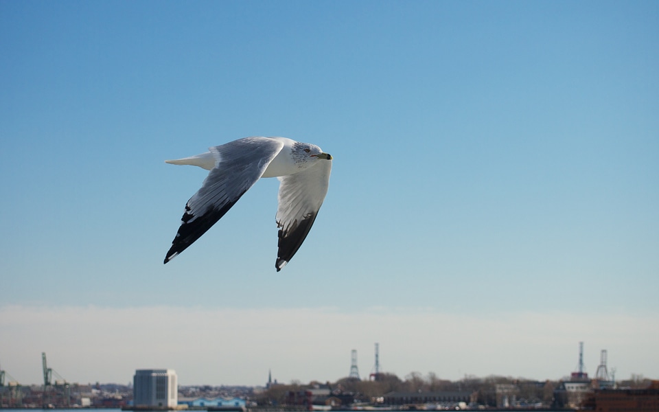 Sky fly new york