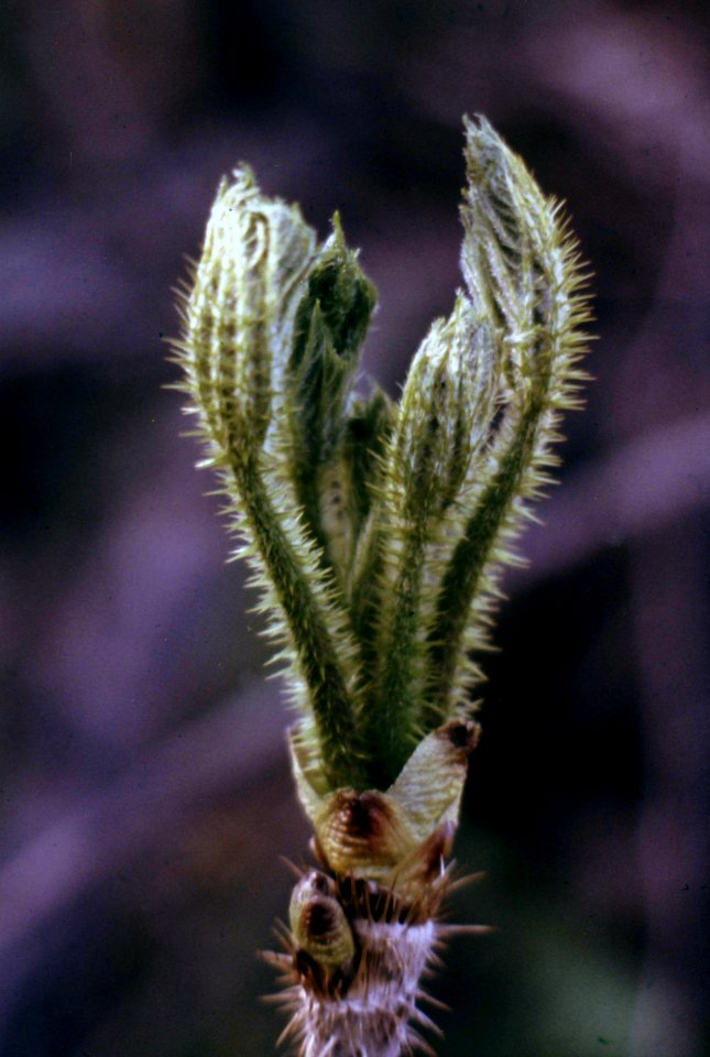 Willamette NF - Tree Budding Along Scott Creek Rd, OR 1979 GWW