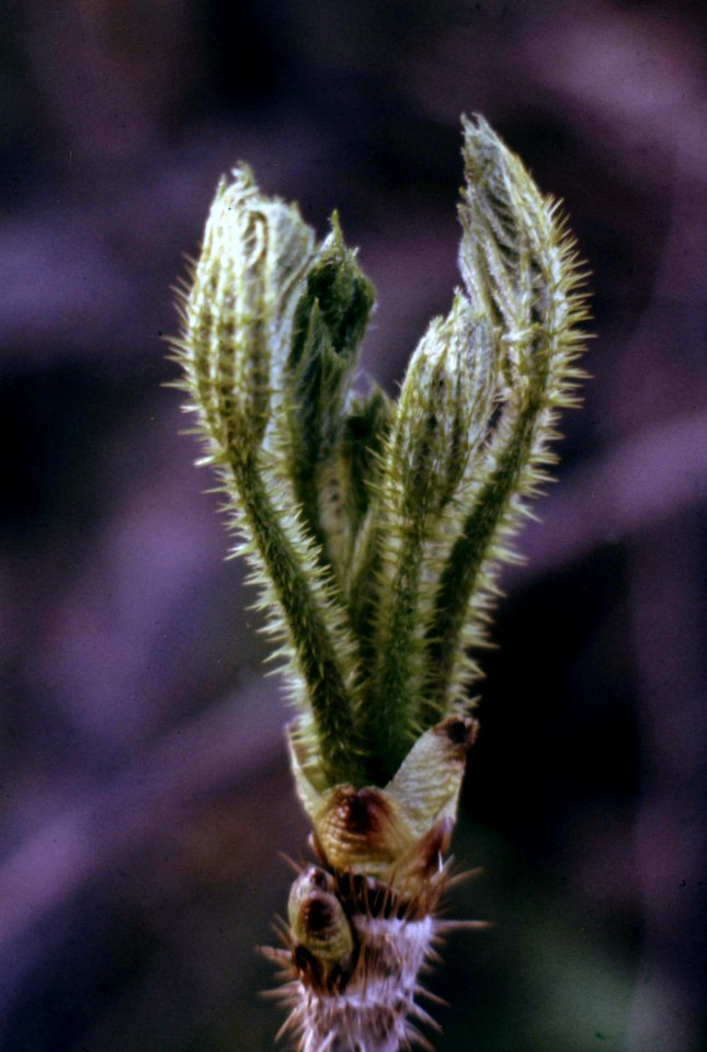 Willamette NF - Tree Budding Along Scott Creek Rd, OR 1979 GWW photo