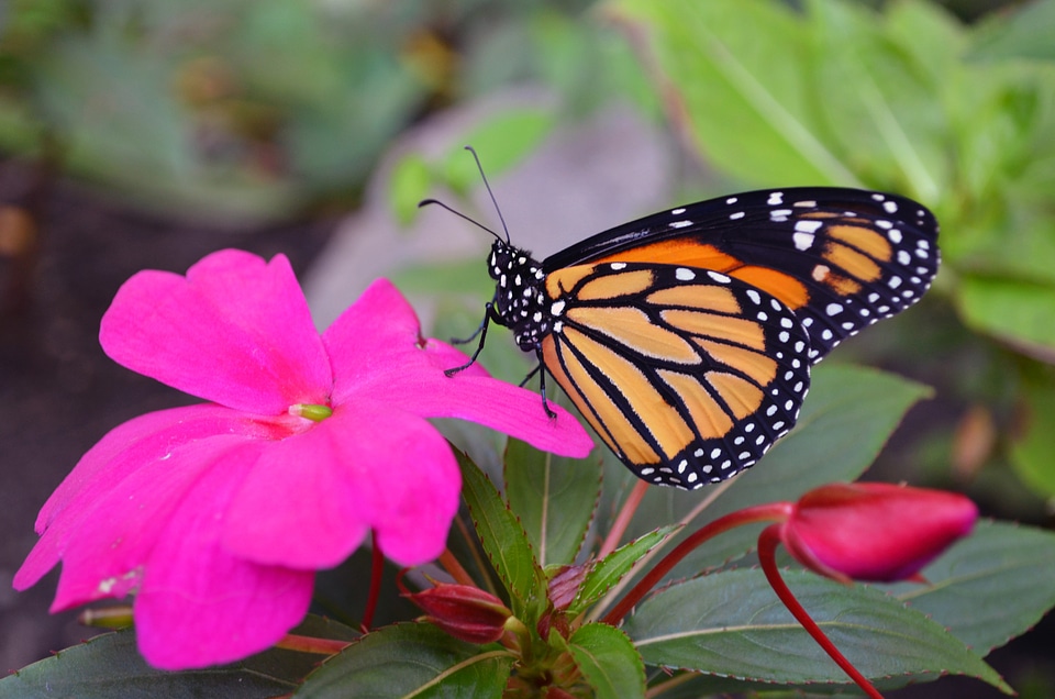 Insect nature wings