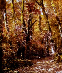 Forest with Fall Colors, Lewis Valley Road, WA
