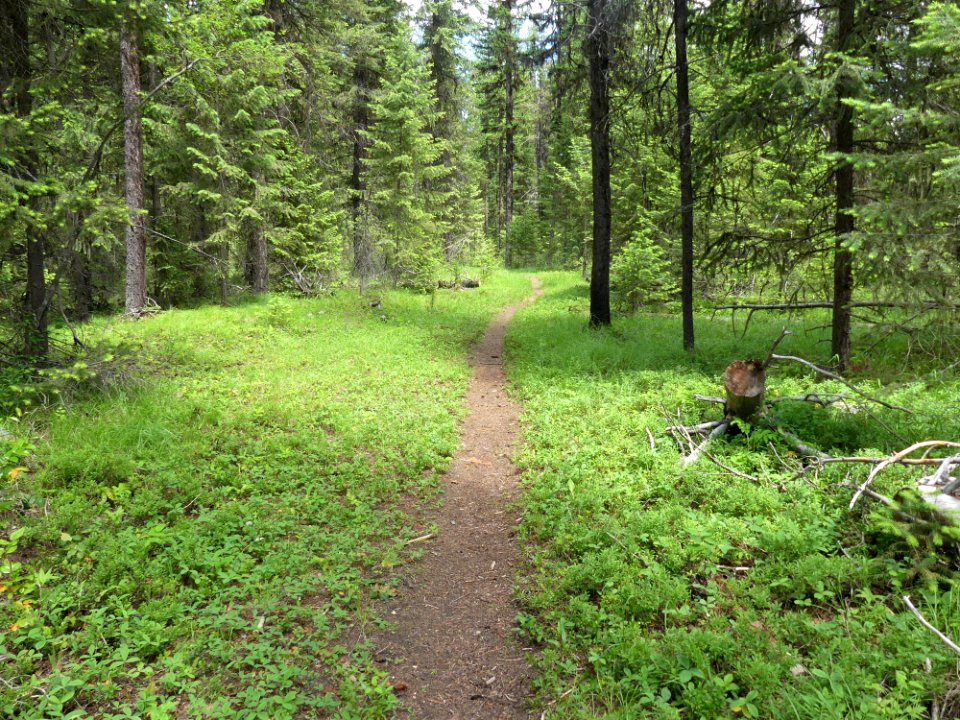 Colville NF Frater Lake June 2020 by Sharleen Puckett 6
