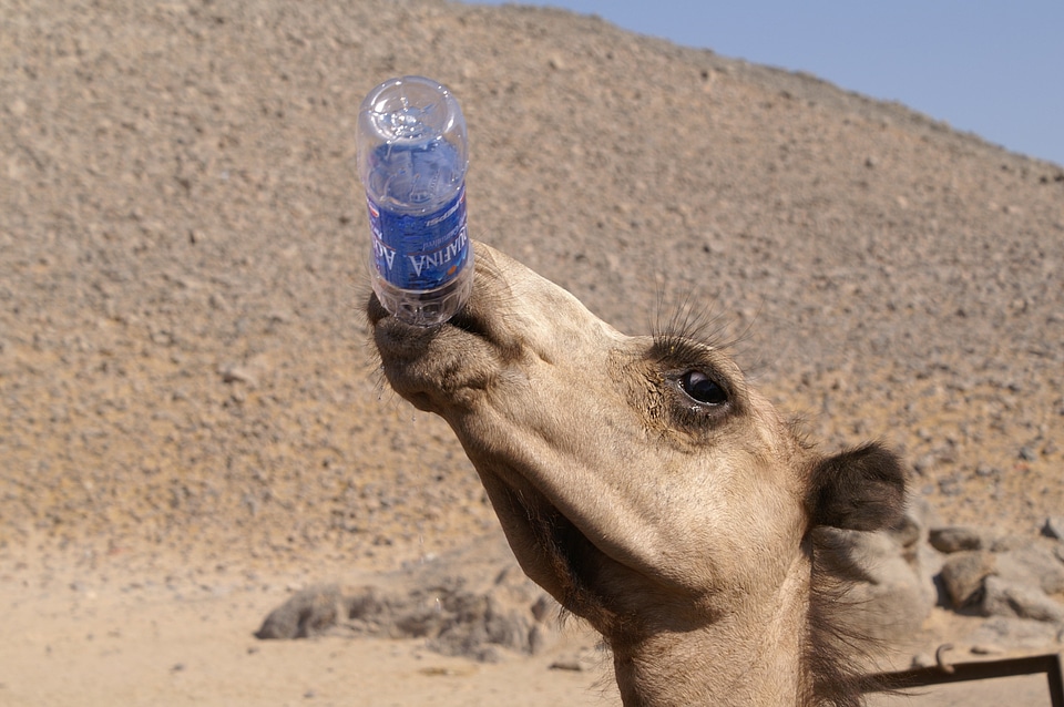 Water the thirst desert animals