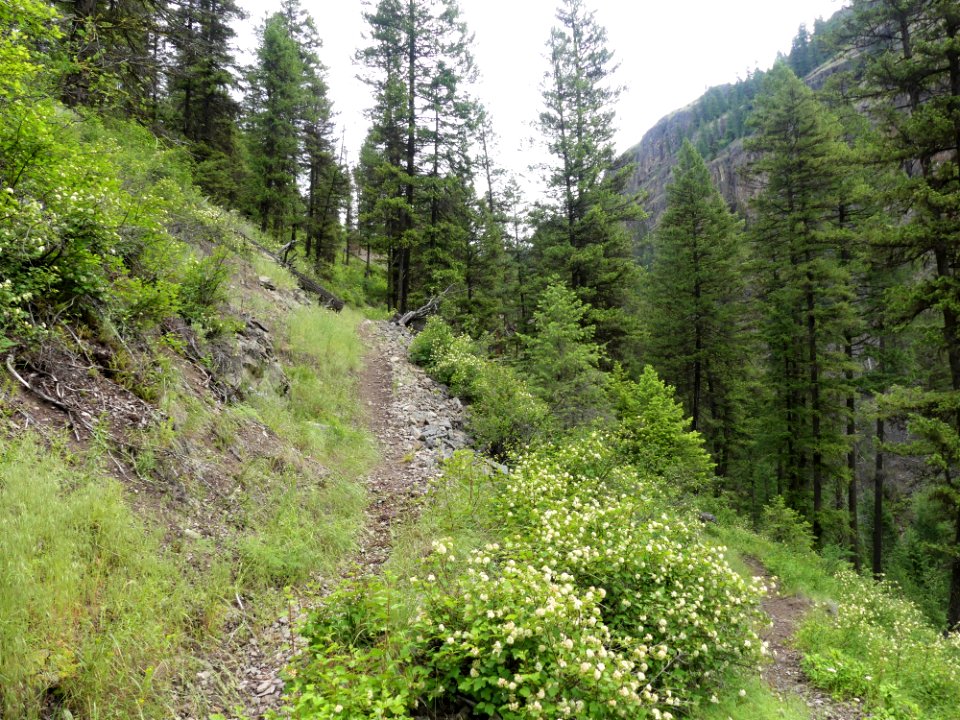 13 Mile Trail June 2020 trail treeline by Sharleen Puckett