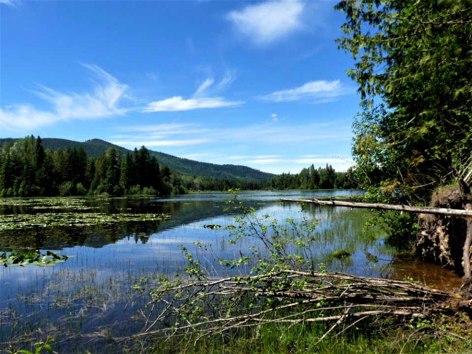 Colville NF Big Meadow Lake Trail lake brush June 2020 by Sharleen Puckett