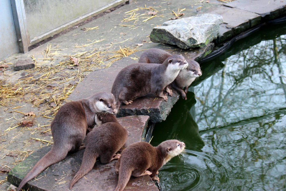 Oriental small-clawed otter