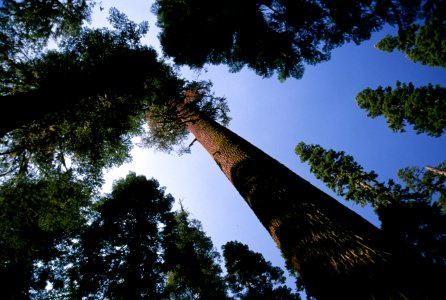 Lodgepole Pine Stand, Rogue River-Siskiyou National Forest.jpg