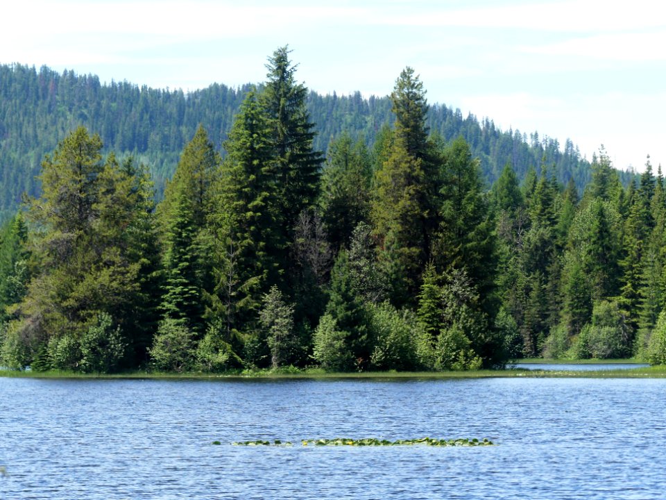 Colville NF Big Meadow Lake Trail island June 2020 by Sharleen Puckett