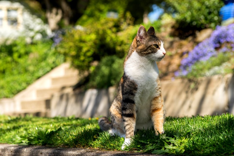 Tokina AT-X 90mm F2.5 Macro (Bokina II)-26.jpg