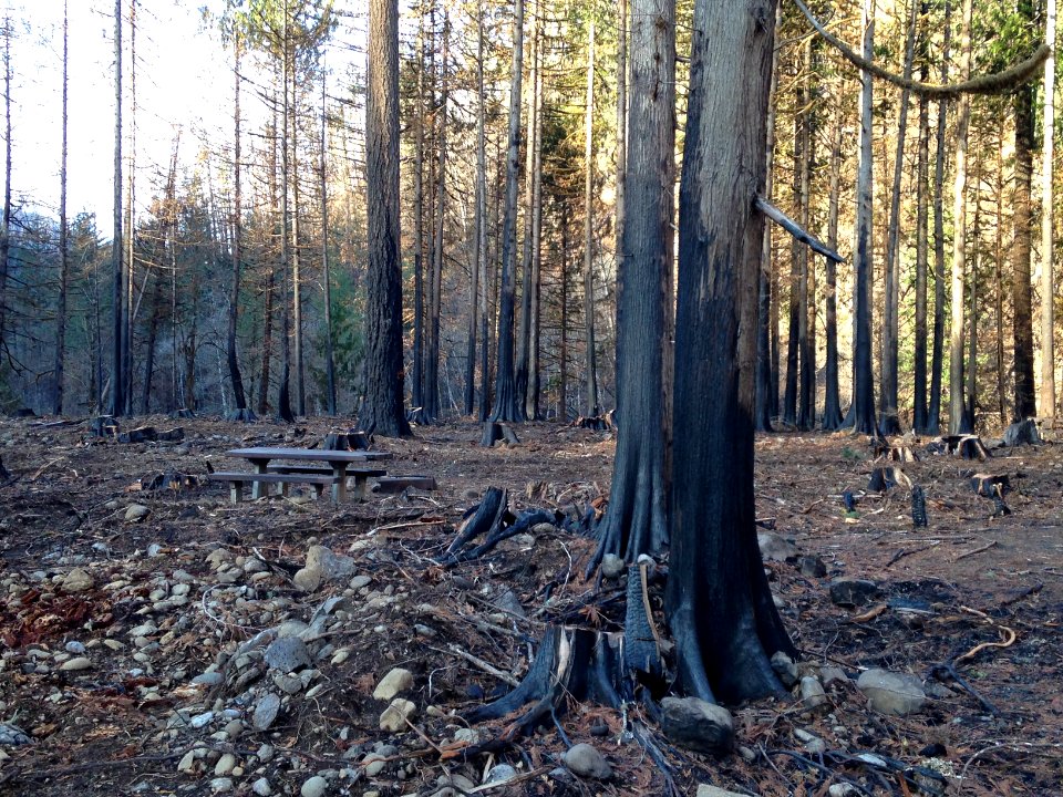 Lockaby Campground after Riverside Fire, Mt. Hood National Forest