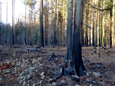 Lockaby Campground after Riverside Fire, Mt. Hood National Forest