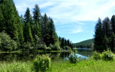 Big Meadow Lake Campground lake brush June 2020 by Sharleen Puckett