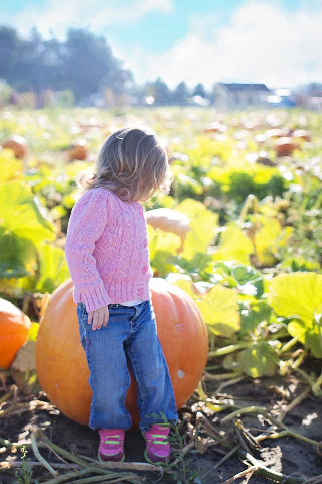 Fall orange harvest