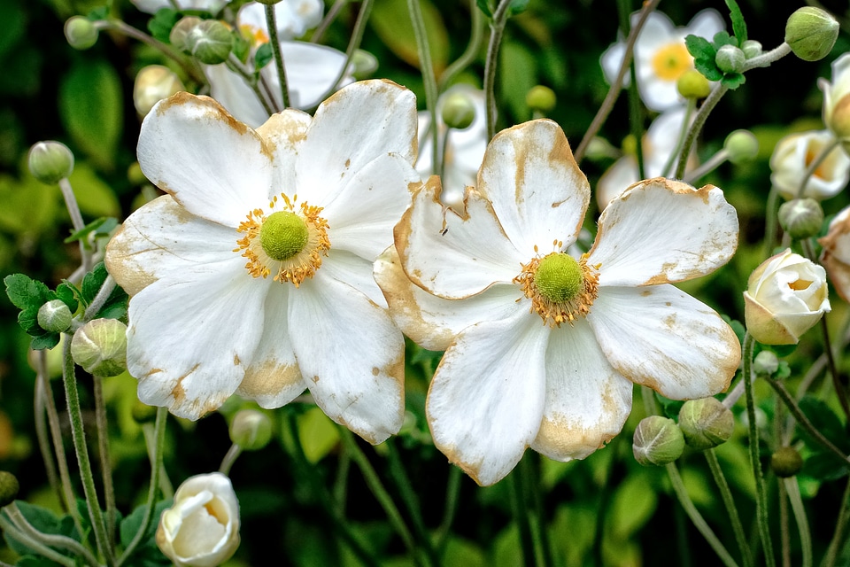 Blossom bloom garden plant