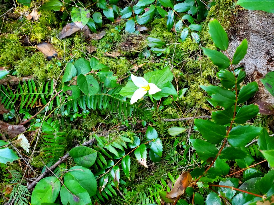 Trillium on the Mt. Baker-Snoqualmie National Forest. Photos by Anne Vassar April 20/21, 2021.