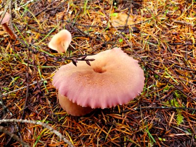 Western Amethyst Laccaria, Mt. Baker-Snoqualmie National Forest. Photo by Anne Vassar November 23, 2020. photo