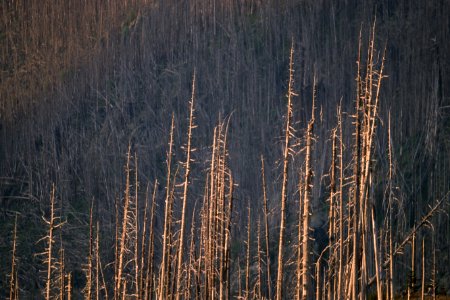 Gifford Pinchot National Forest, Mt St Helens NVM, snags from May 18th.jpg