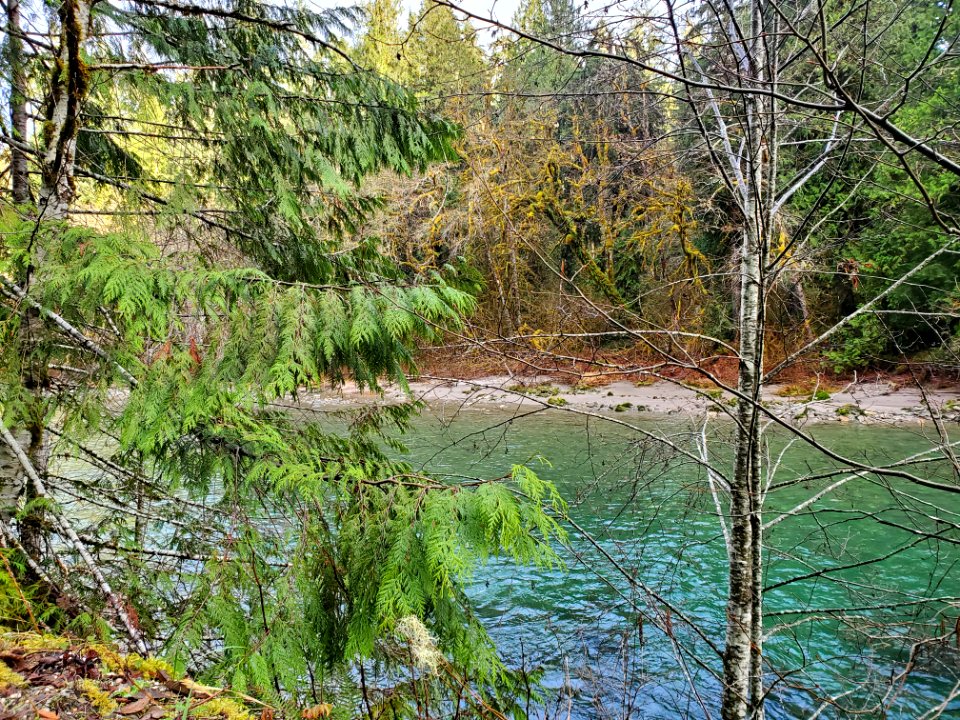 Sauk River near the Clear Creek confluence. Photo by Anne Vassar December 3, 2020.