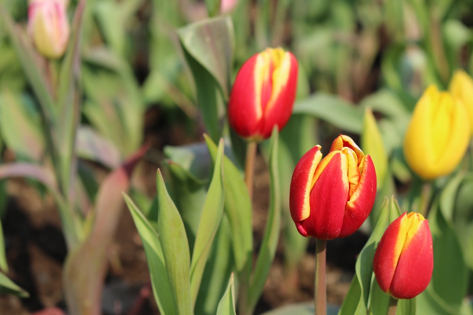 Tulip plant natural