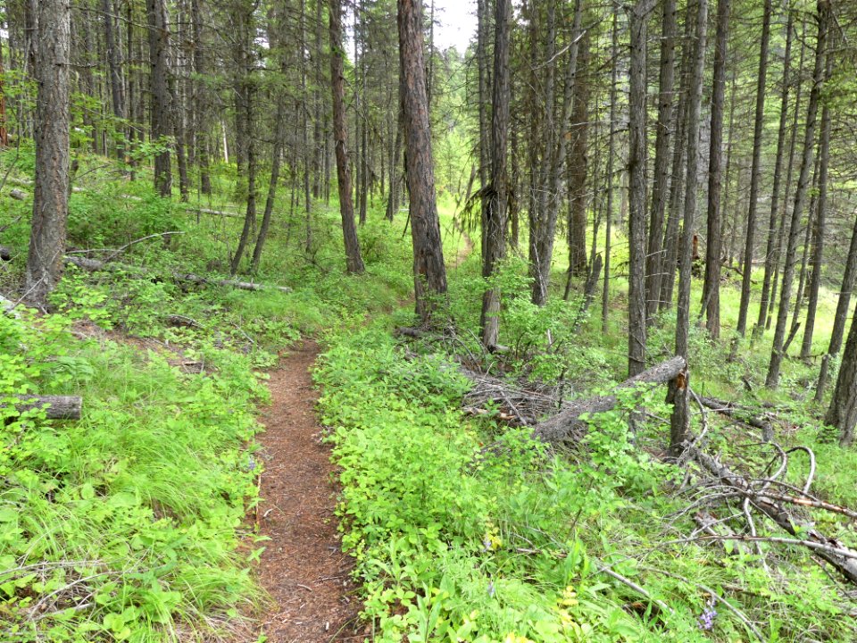 13 Mile Trail June 2020 treeline by Sharleen Puckett