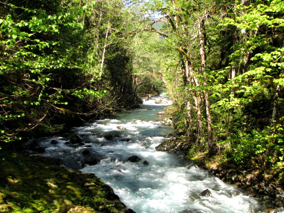 201905 FS Olympic Hamma Hamma River photo by Betsy Howell