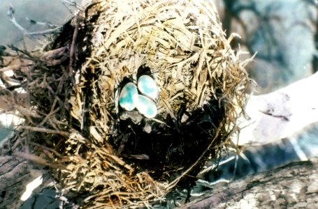 234216 Farallon Cormorant Nest & Eggs, Fremont NF photo