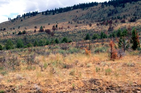 523 prescribed fire effects, Ochoco National Forest photo