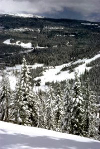 Winter Forest Scene, Mt Hood National Forest.jpg photo