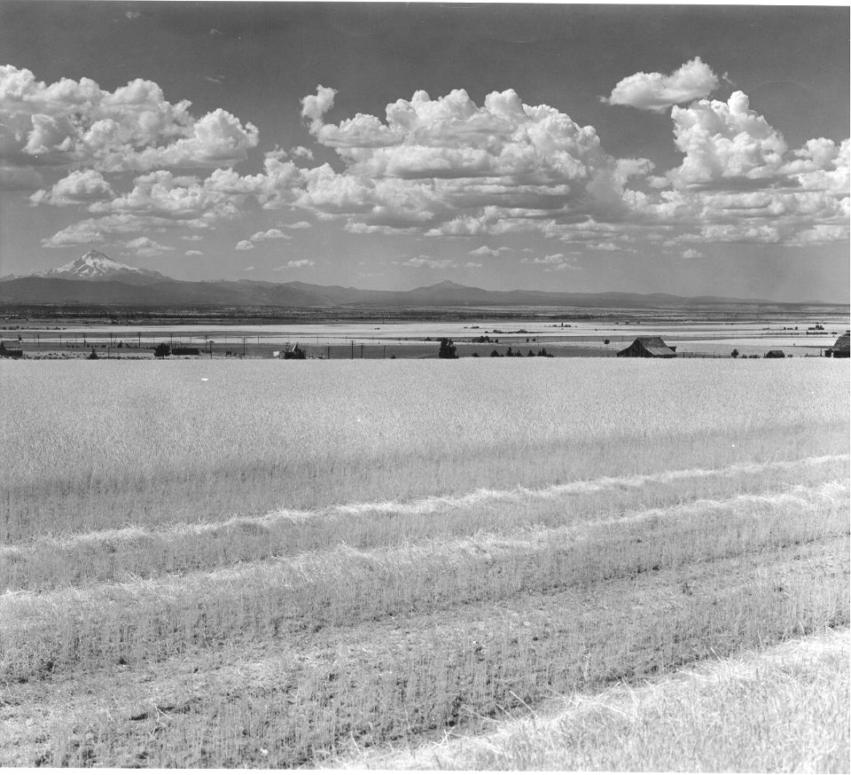 2575 Mt. Jefferson Grain Harvest