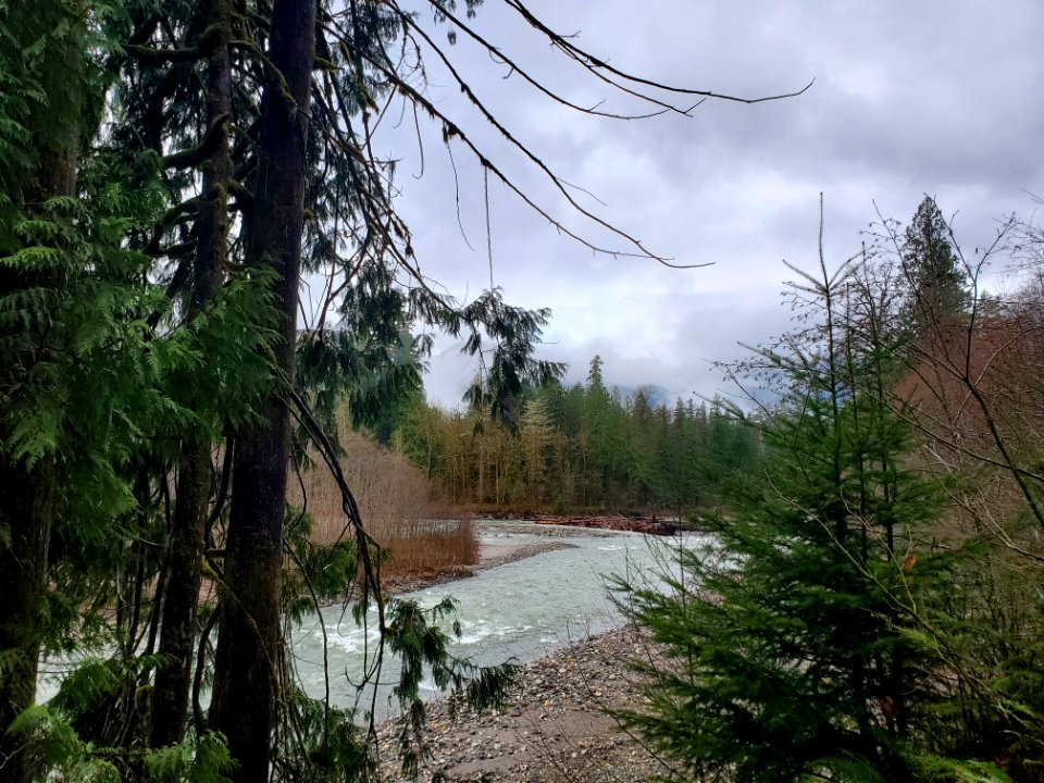 Suiattle River, Mt. Baker-Snoqualmie National Forest. Photo by Anne Vassar December 9, 2020.