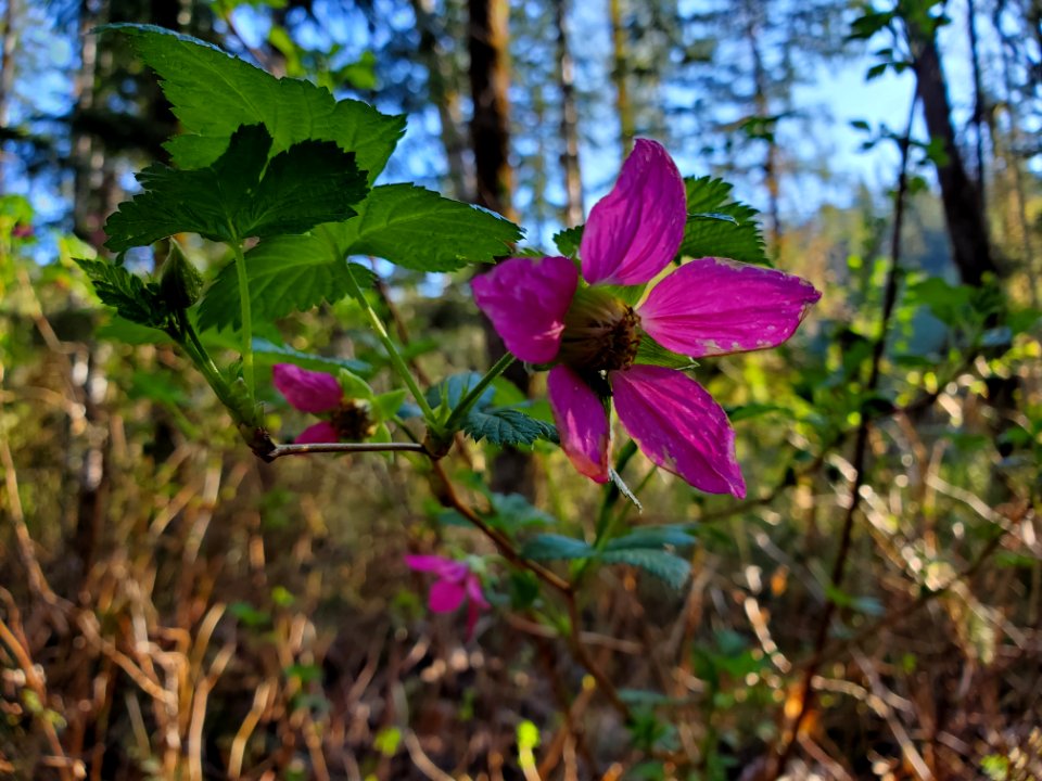 Salmonberry on the Mt. Baker-Snoqualmie National Forest. Photo by Anne Vassar April 20/21, 2021.