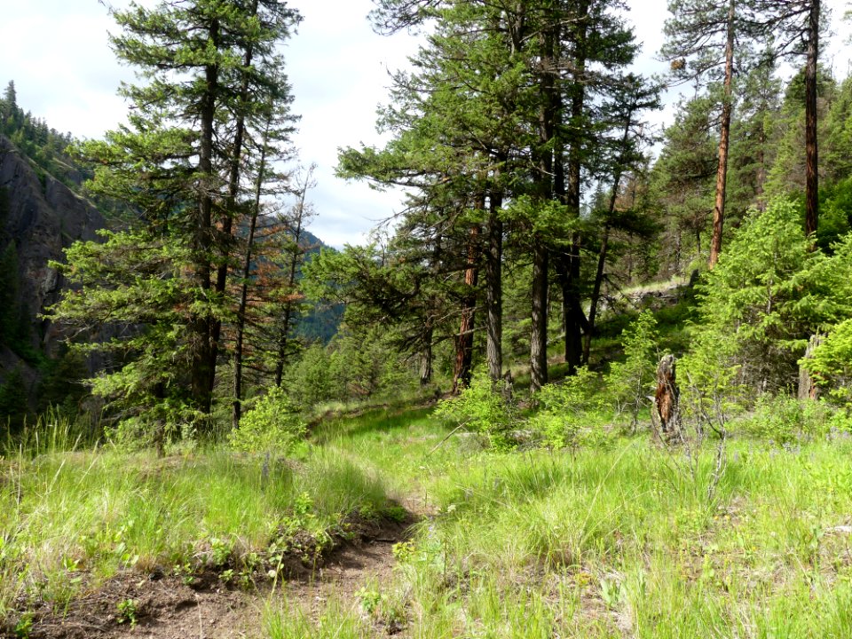 13 Mile Trail June 2020 trail flat by Sharleen Puckett