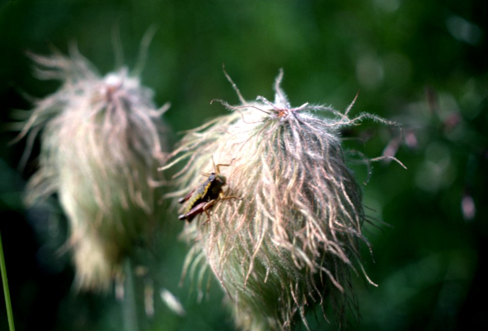 Grasshopper on Flower.jpg