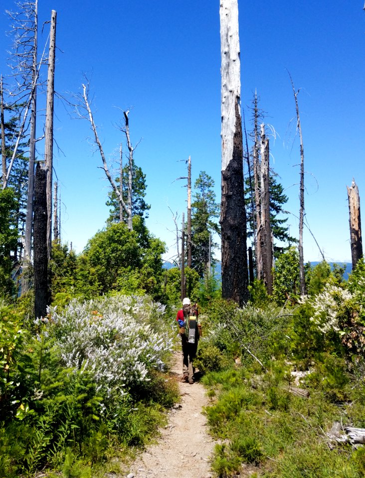 Fish Lake Trail #1570, Umpqua national Forest