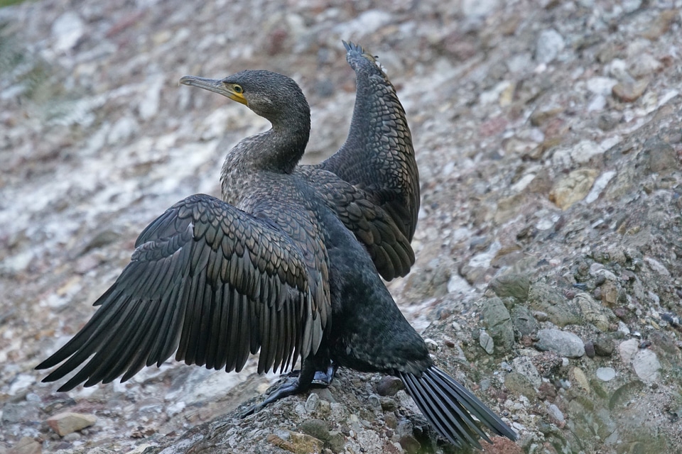 Cormorant water bird bird