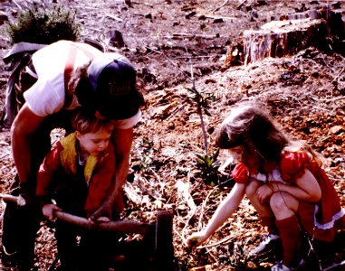 R-6 64-12-12 Tree Planting, Willamette NF, OR