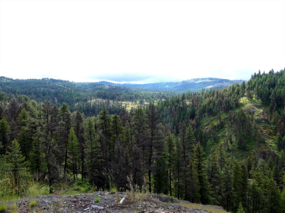 13 Mile Trail June 2020 tree vista by Sharleen Puckett