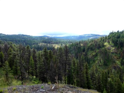 13 Mile Trail June 2020 tree vista by Sharleen Puckett