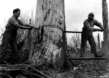 425673 Snag Cutting near Larch Mtn, Mt Hood NF, OR 1943 photo