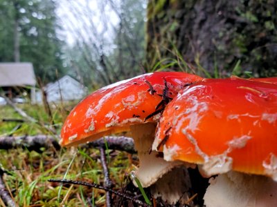 Fly Agaric, Mt. Baker-Snoqualmie National Forest. Photo by Anne Vassar November 19, 2020. photo