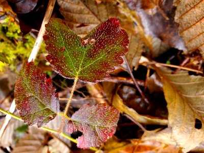 Autumn along Illabot Creek, Mt. Baker-Snoqualmie National Forest. Photo by Anne Vassar December 10, 2020.