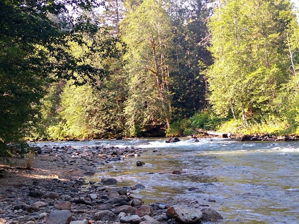 Summertime Sauk River near Bedal Campground, Mt. Baker-Snoqualmie National Forest. Photo by Anne Vassar July 30, 2020.